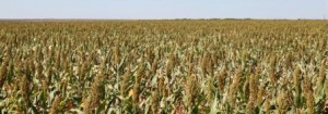 Dryland Grain Sorghum