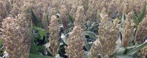 Grain Sorghum 2