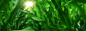 GREAT PICTURE OF CORN