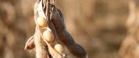 DRY LAND SOYBEAN